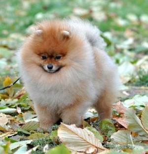 Mythical Reach'n For the Stars