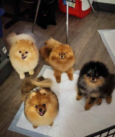 Kassidy relaxing at the hotel while she takes her "show on the road"