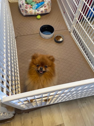 The play room allows us the flexibility to adjust the setup as puppies go through various stages.