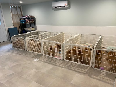 The Poms have a safe place to play when the weather is bad, but rotate through the house throughout the day while I work from home.