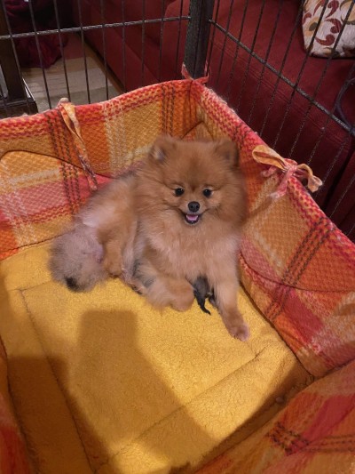 Puppies are born in our living room and raised in soft comfortable whelping beds.