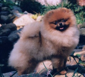 Starfire's Trouble N' Paradise