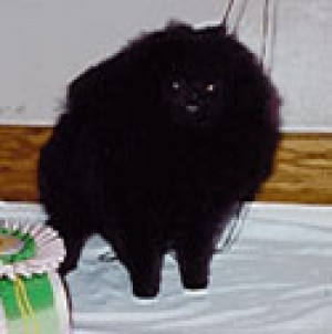 Finch's Walkin After Midnite