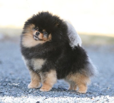 Luther May 2024, 2.5 yrs old