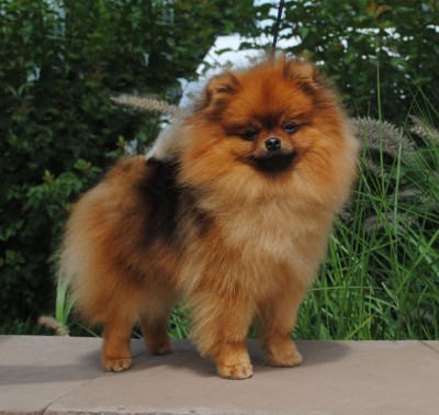 Shortcake at 19 mos old