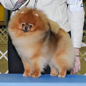 Starlight's Sugar Daddy