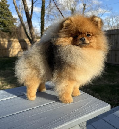 Marcella at 14mos old