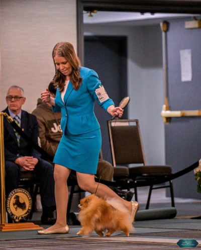 Jorah in the ring at the 2025 APC Naitonal Specialty at 12 years old