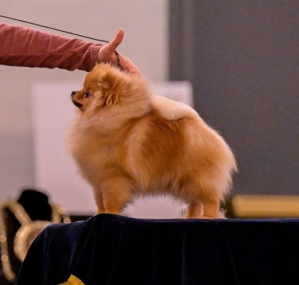 Bravo's Easy On The Eyes (pointed)