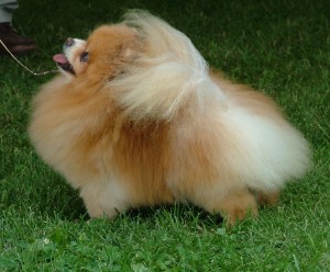 Pinecrest's It's Crystal Clear