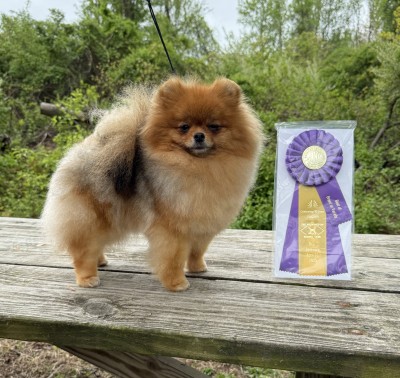 Taffy after winning best of breed over 6 specials for a 5 pt major to finish her championship.