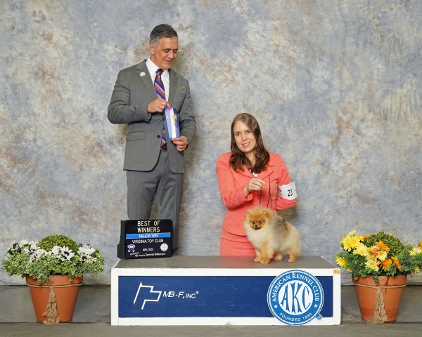 Ch. Silhouette's Stolen Treasure