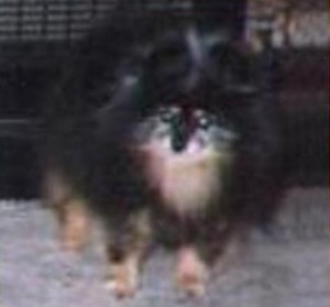 Doo-Shay's Mystic MacGyver