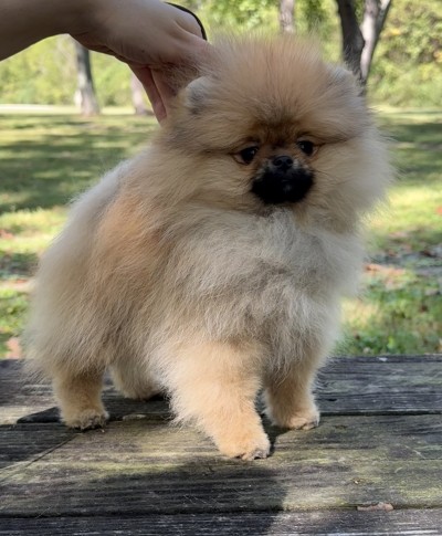 Scotty at 12 wks old