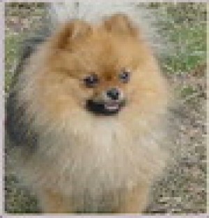 Pominique Flecks of Gold