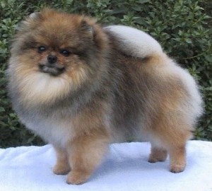 Pominique Chasing Tatonka