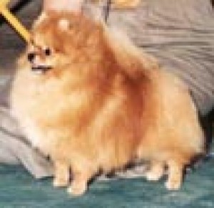 Apple's Traveling Rambler