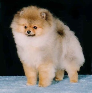 Bavanew's The Dragon Master