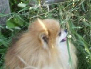 Windy Hill Mite-E-Mite Acts Up