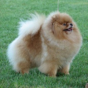 Glen Iris Evian D'Castile