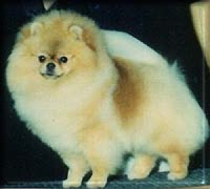 Jan-Shars If Looks Could Kill