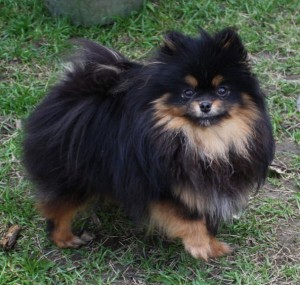 Mythical Loch Ness Monster