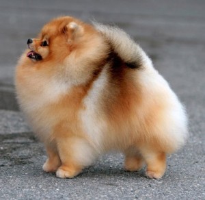 Fon's Classic Moment