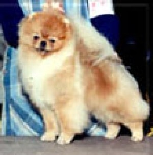 Jan-Shars Show Me The Money