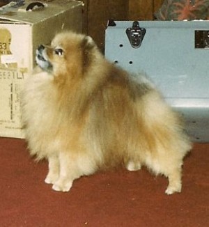 Theldun's Almond Fudge