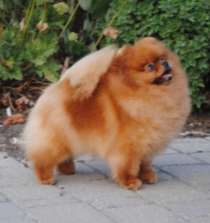 Mythical Walk In The Park