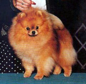 Ozark's Spirit of Oakridge