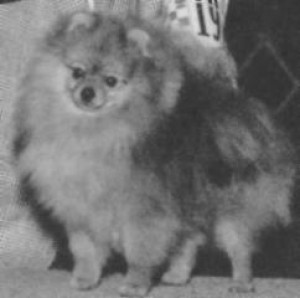 Kilpatricks Wee Rebel Rouser