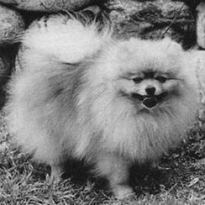 Emcee's Shaw's Wee Sunny