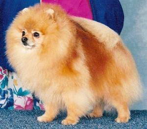 Wee Prince of Lenette