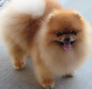 Charming Prince of Lenette