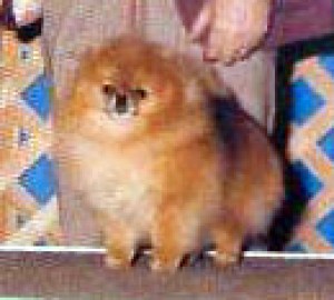 Great Elms Little Cricket