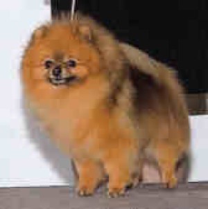 Mountain Crest Rolling Stone