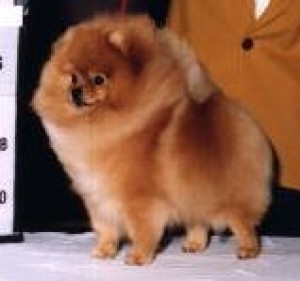 Starfire's Show Me The Huny