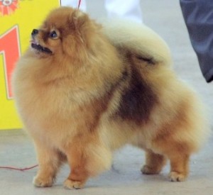 Pinecrest's Little Miss Sunshine