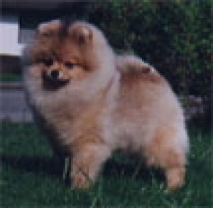 Sunterra Special Blend