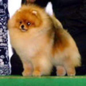 Tokie The Last Samurai At Pak Dome