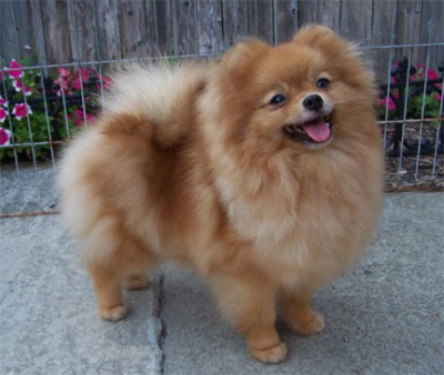 Adia at 2 years 4mos old