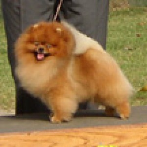 Pufpride Sweet Dreams