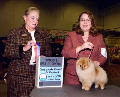Bree winning WB/BOS under Mrs. Ruth Zimmerman; her nephew Gibson was BOB over 6 specials at the same show.
