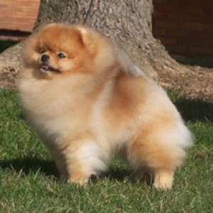 Tokie The Legend Continues