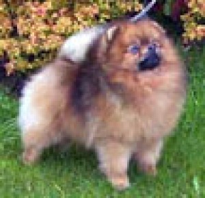 Chikai West Side Story Sorve