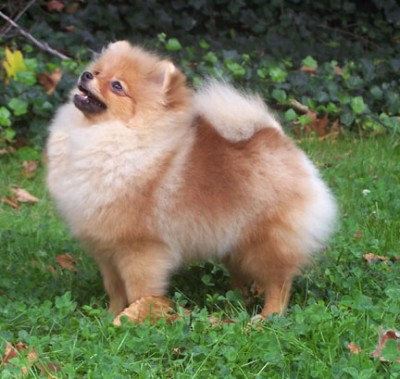 Cady at 5 months old a few weeks before her first show.