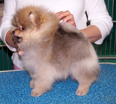 Cady being 'trained' by Chris Heartz at 11 weeks old when Jennifer Munn and I visited
                                in July 2004.