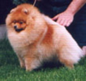 Sunterra Sparkle Plenty