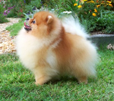 Chad at 5 years 3mos old